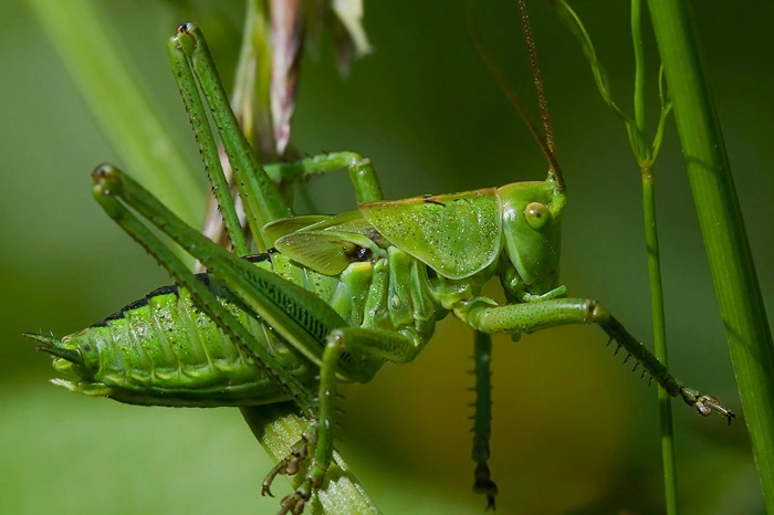 : Tettigonia viridissima.