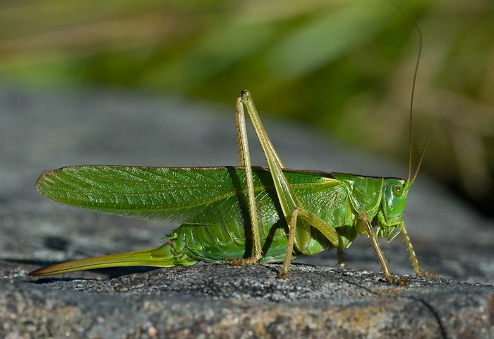 : Tettigonia viridissima.