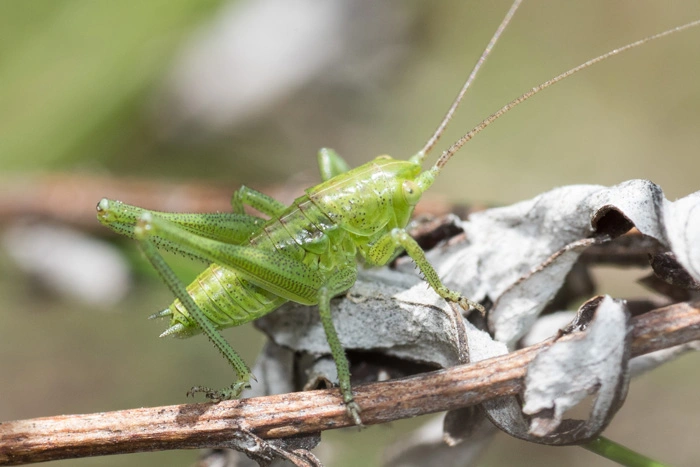 : Tettigonia viridissima.