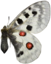 : Parnassius apollo.