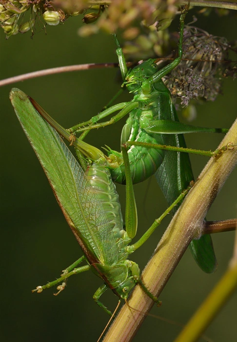 : Tettigonia viridissima.