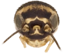 : Acheta domestica.