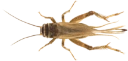 : Acheta domestica.