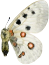 : Parnassius apollo.