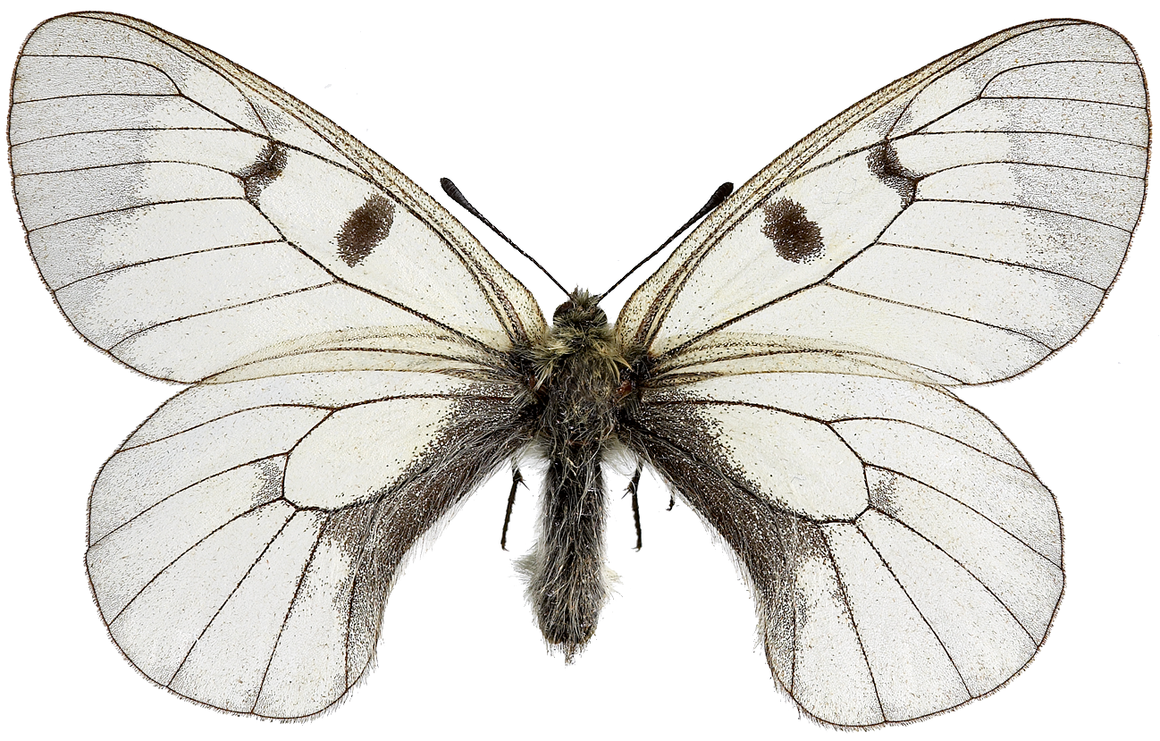 : Parnassius mnemosyne.