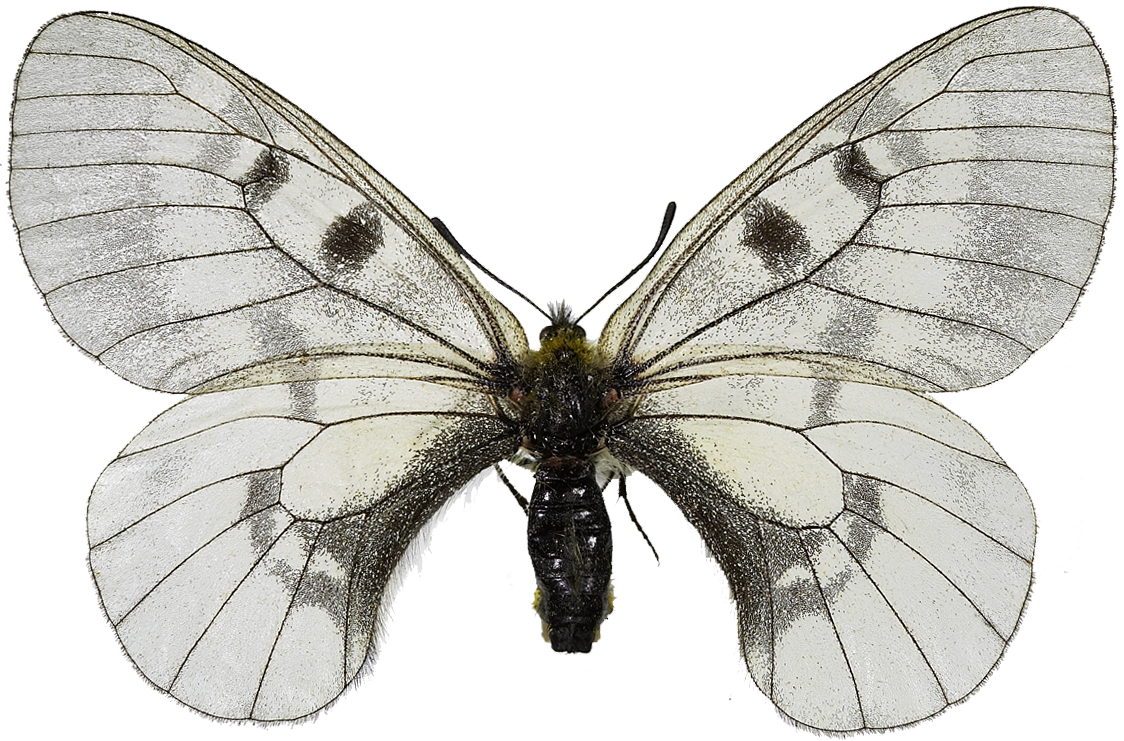 : Parnassius mnemosyne.