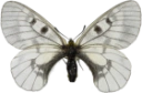 : Parnassius mnemosyne.