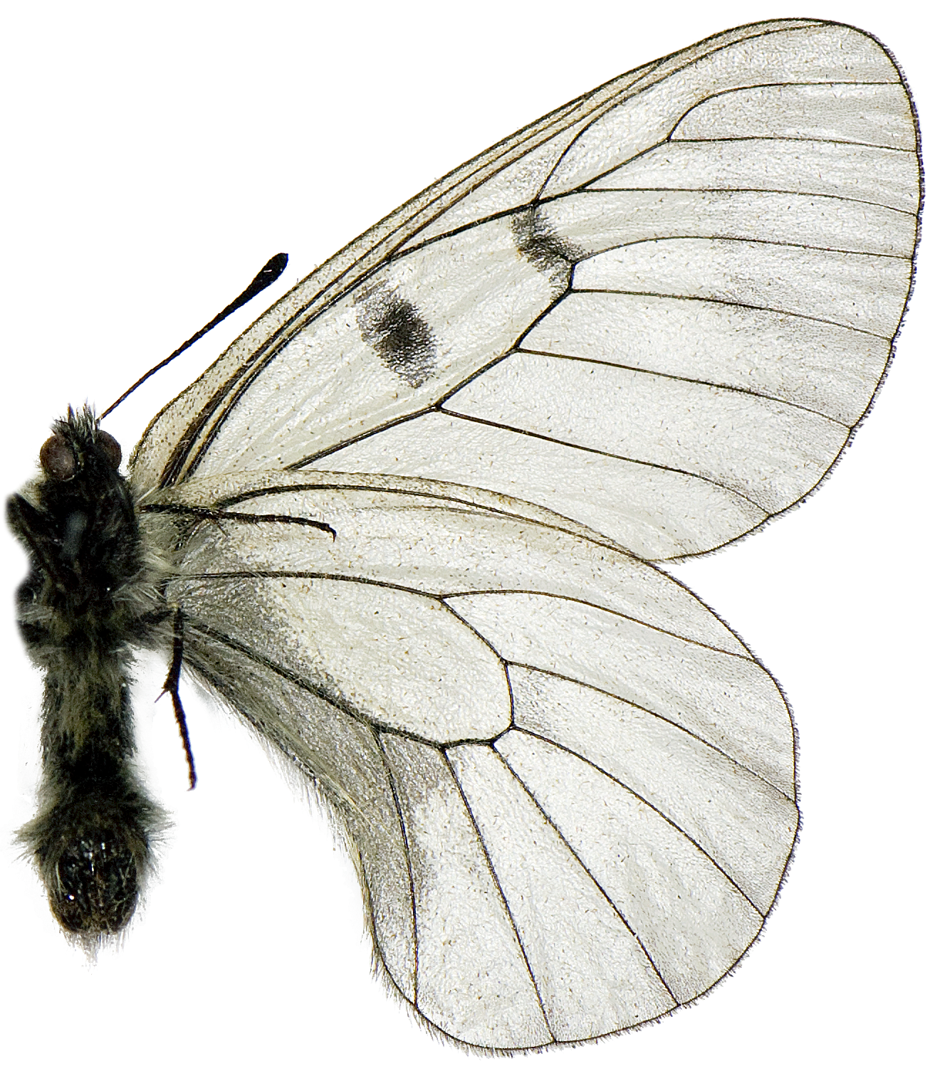 : Parnassius mnemosyne.