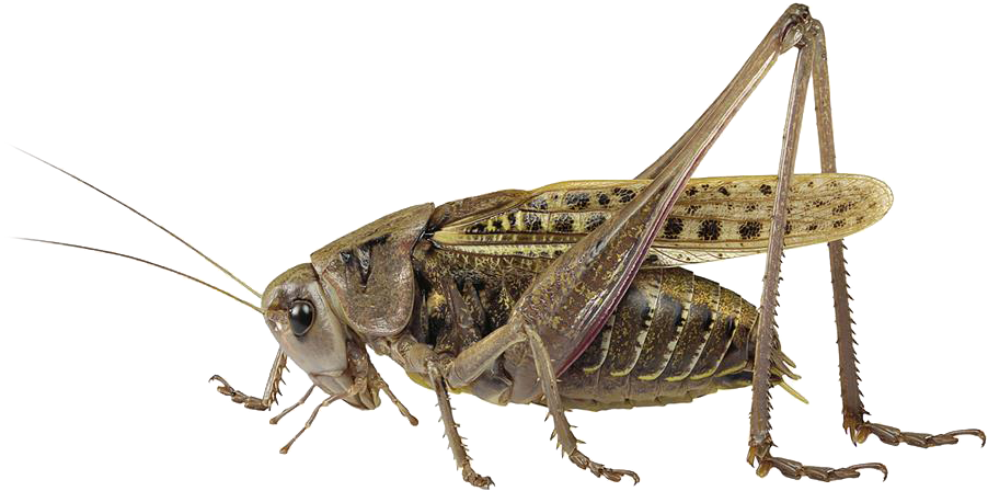 : Decticus verrucivorus.