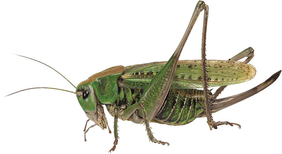 : Decticus verrucivorus.