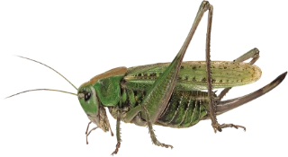 : Decticus verrucivorus.