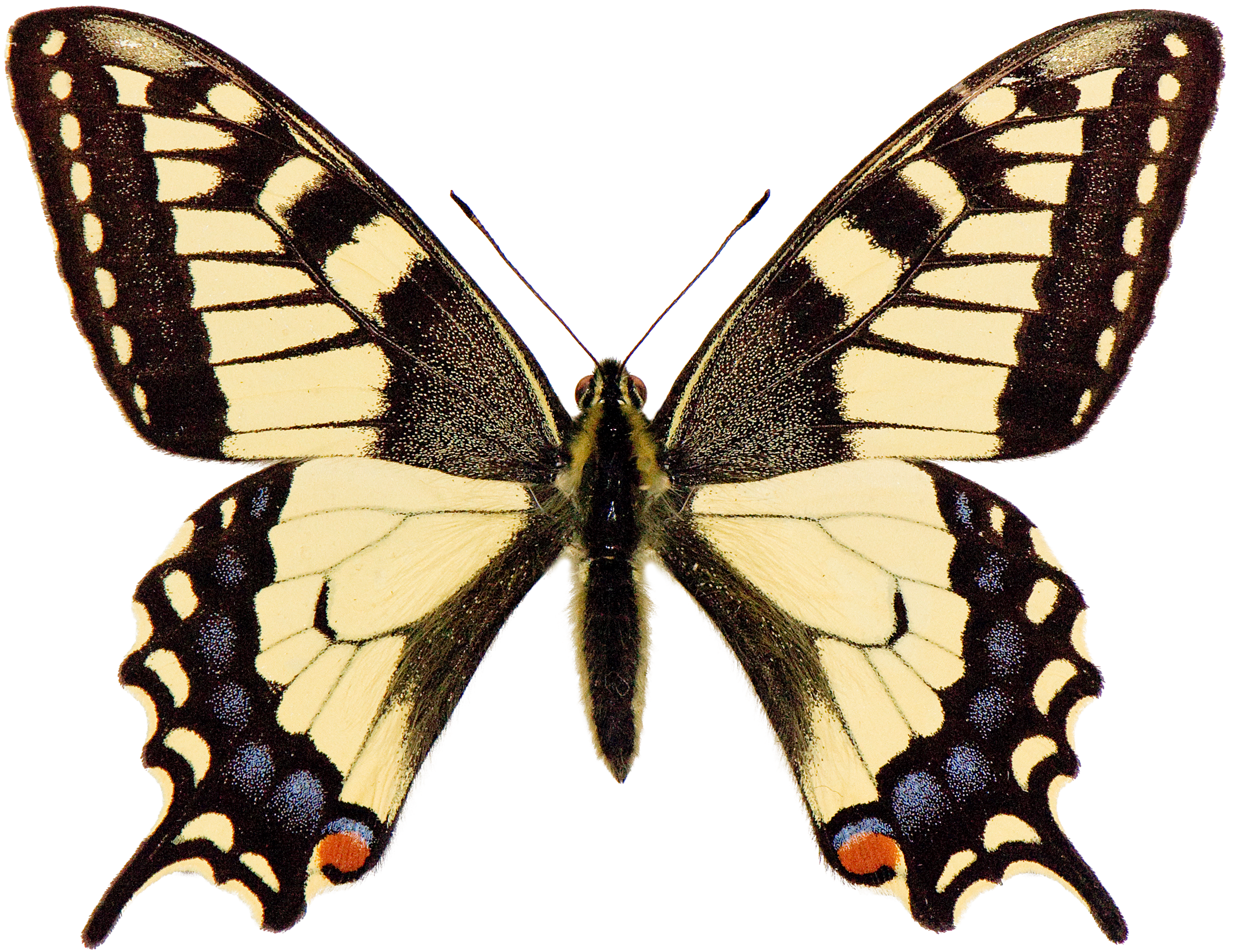 : Papilio machaon.