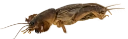 : Gryllotalpa gryllotalpa.