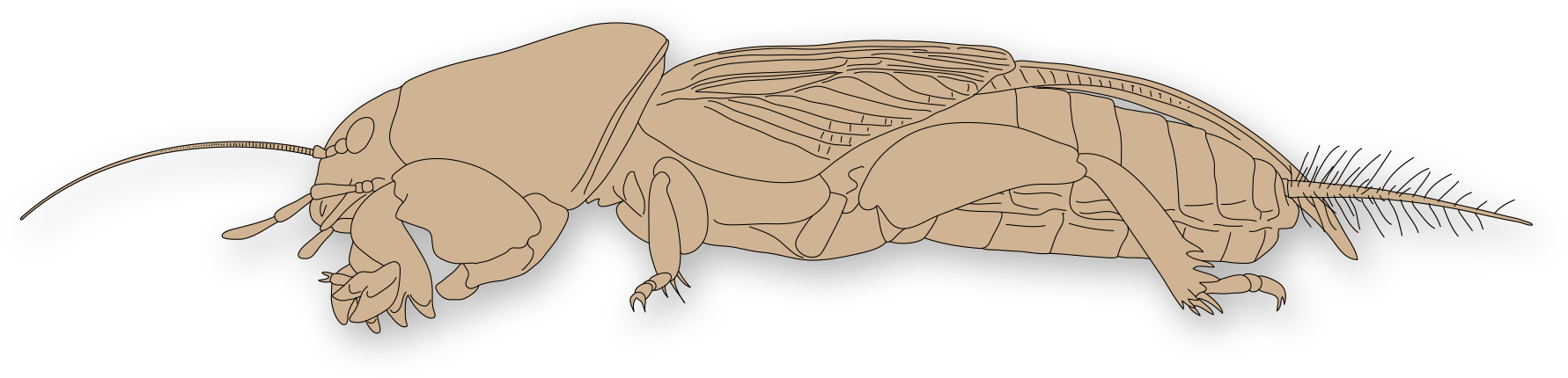 : Gryllotalpidae.