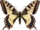 : Papilio machaon.