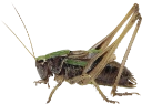 : Metrioptera brachyptera.