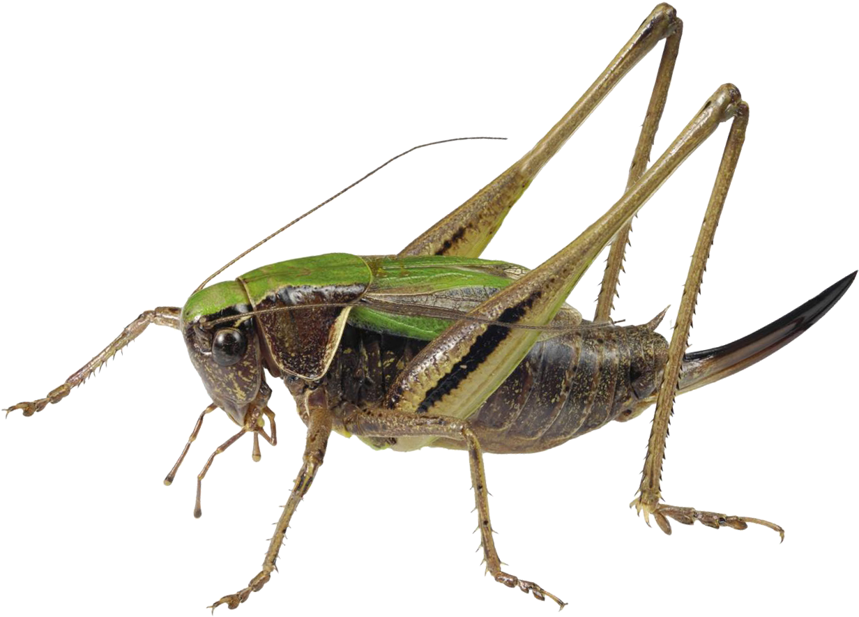 : Metrioptera brachyptera.