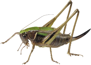 : Metrioptera brachyptera.