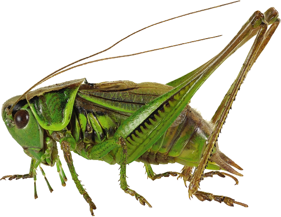 : Metrioptera roeselii.