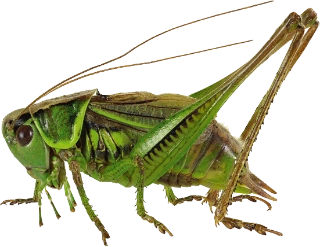 : Metrioptera roeselii.