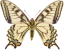 : Papilio machaon.