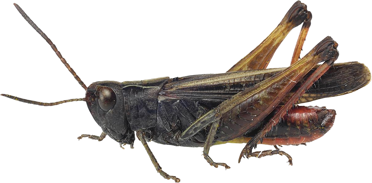 : Omocestus rufipes.