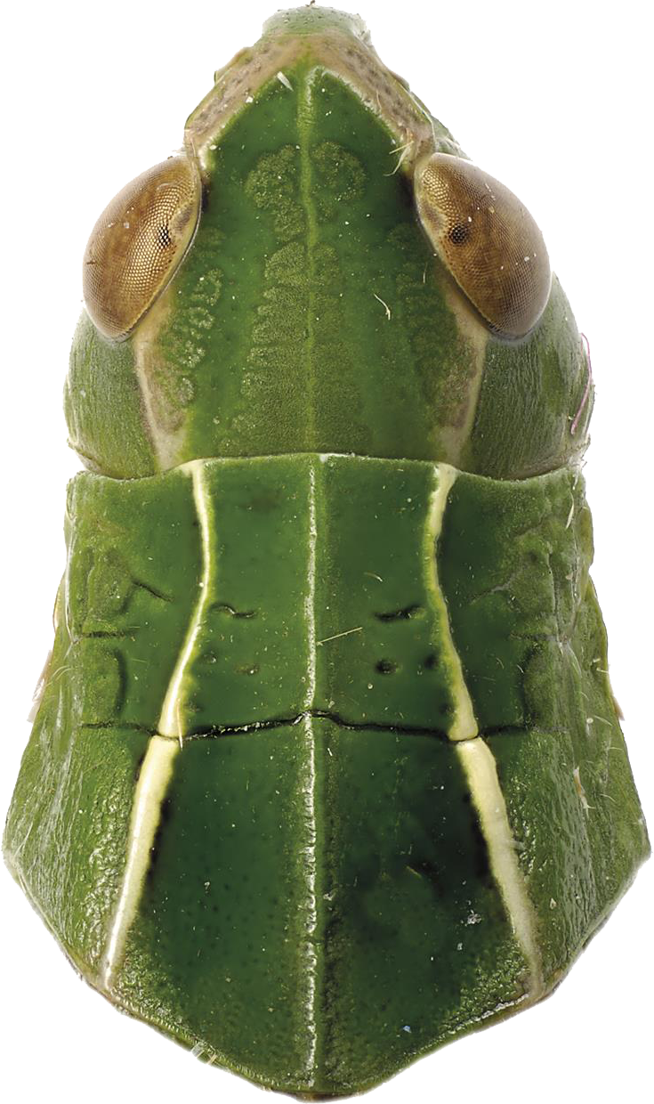 : Omocestus viridulus.