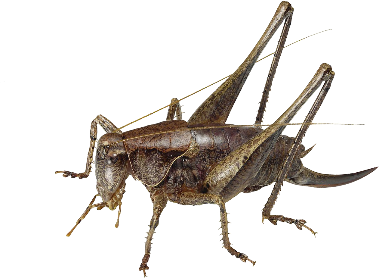 : Pholidoptera griseoaptera.