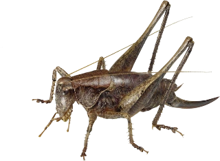 : Pholidoptera griseoaptera.