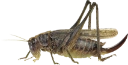 : Platycleis albopunctata.