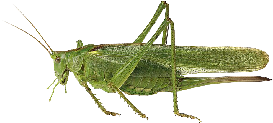 : Tettigonia viridissima.