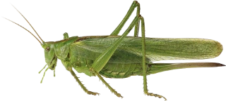 : Tettigonia viridissima.