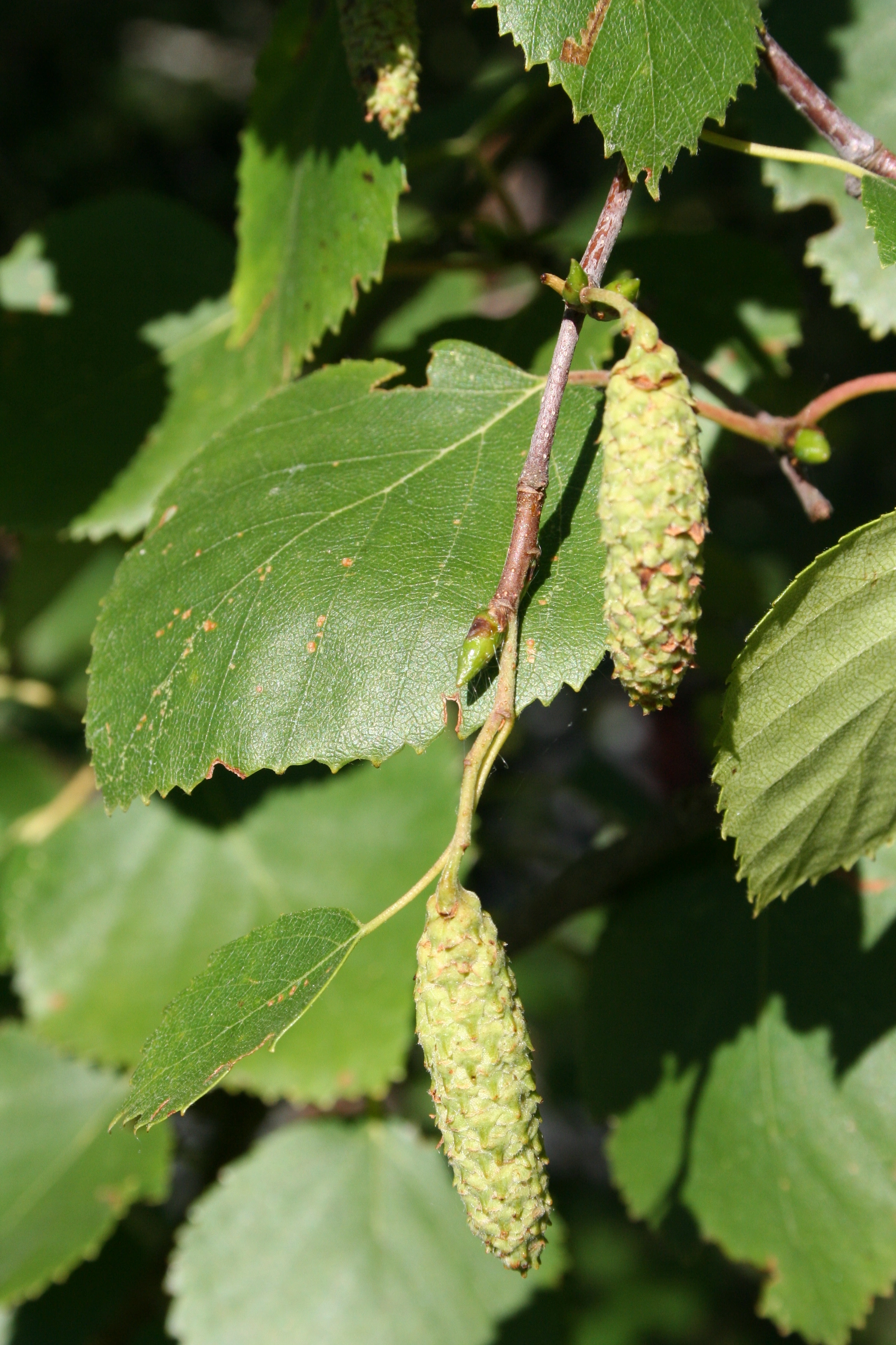 : Betula pubescens.