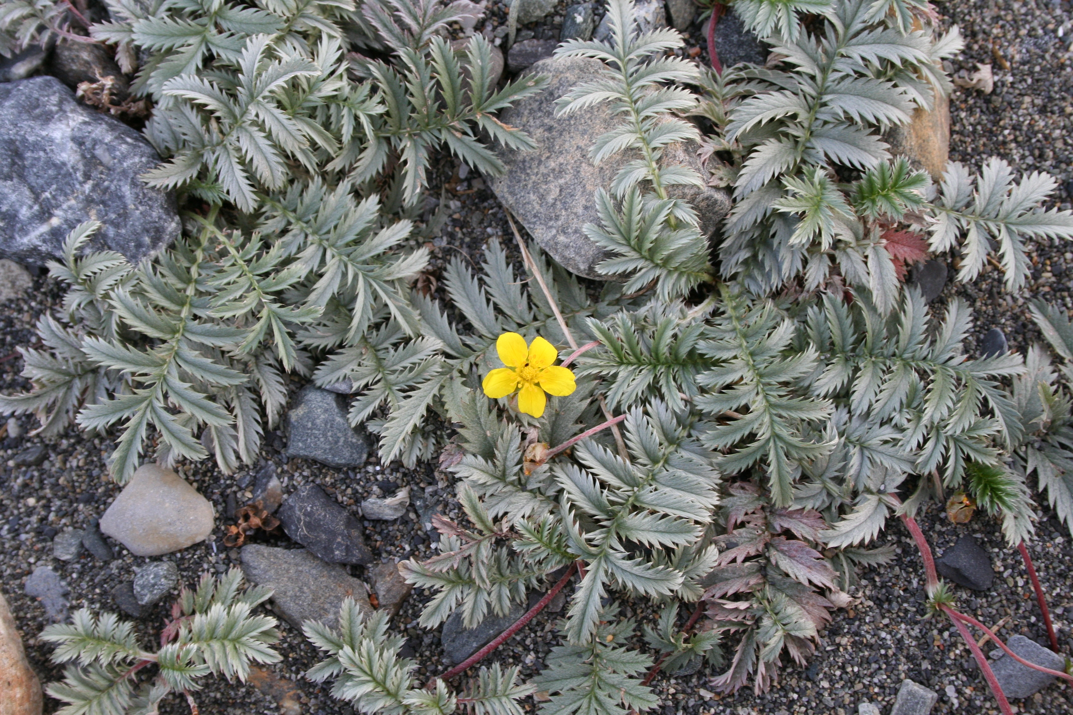 : Potentilla anserina.