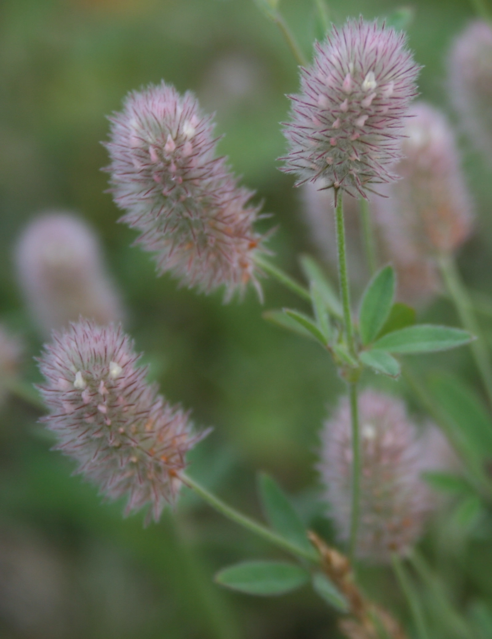 : Trifolium arvense.