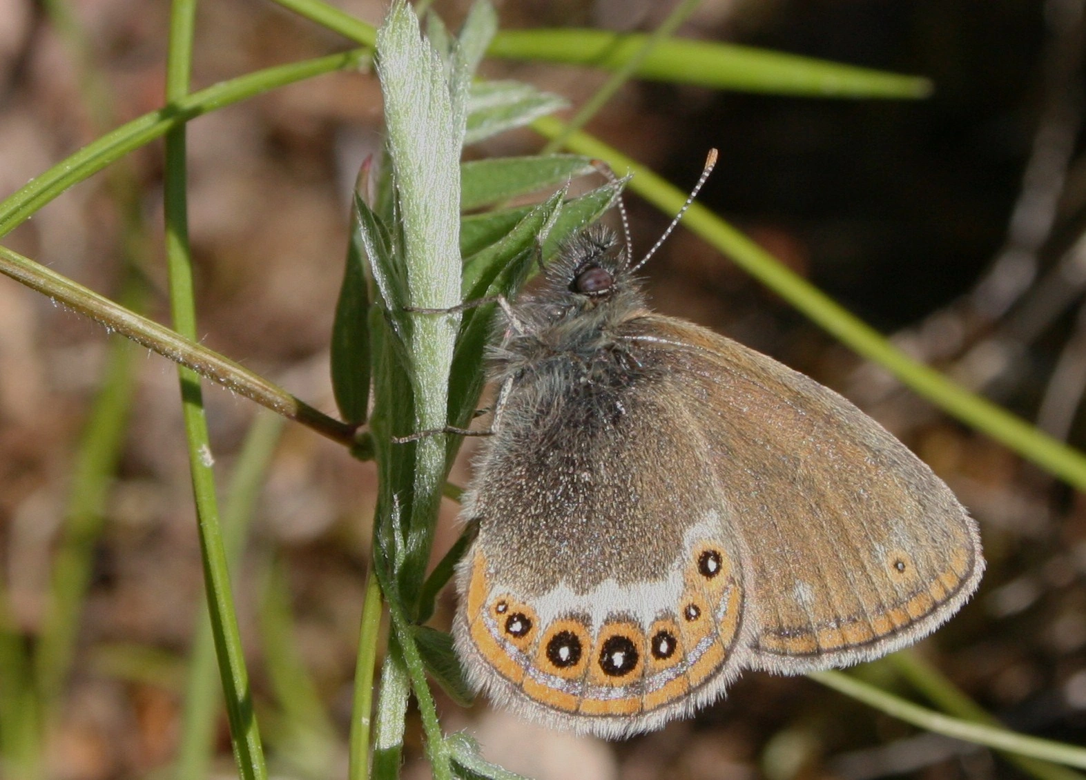 : Coenonympha hero.