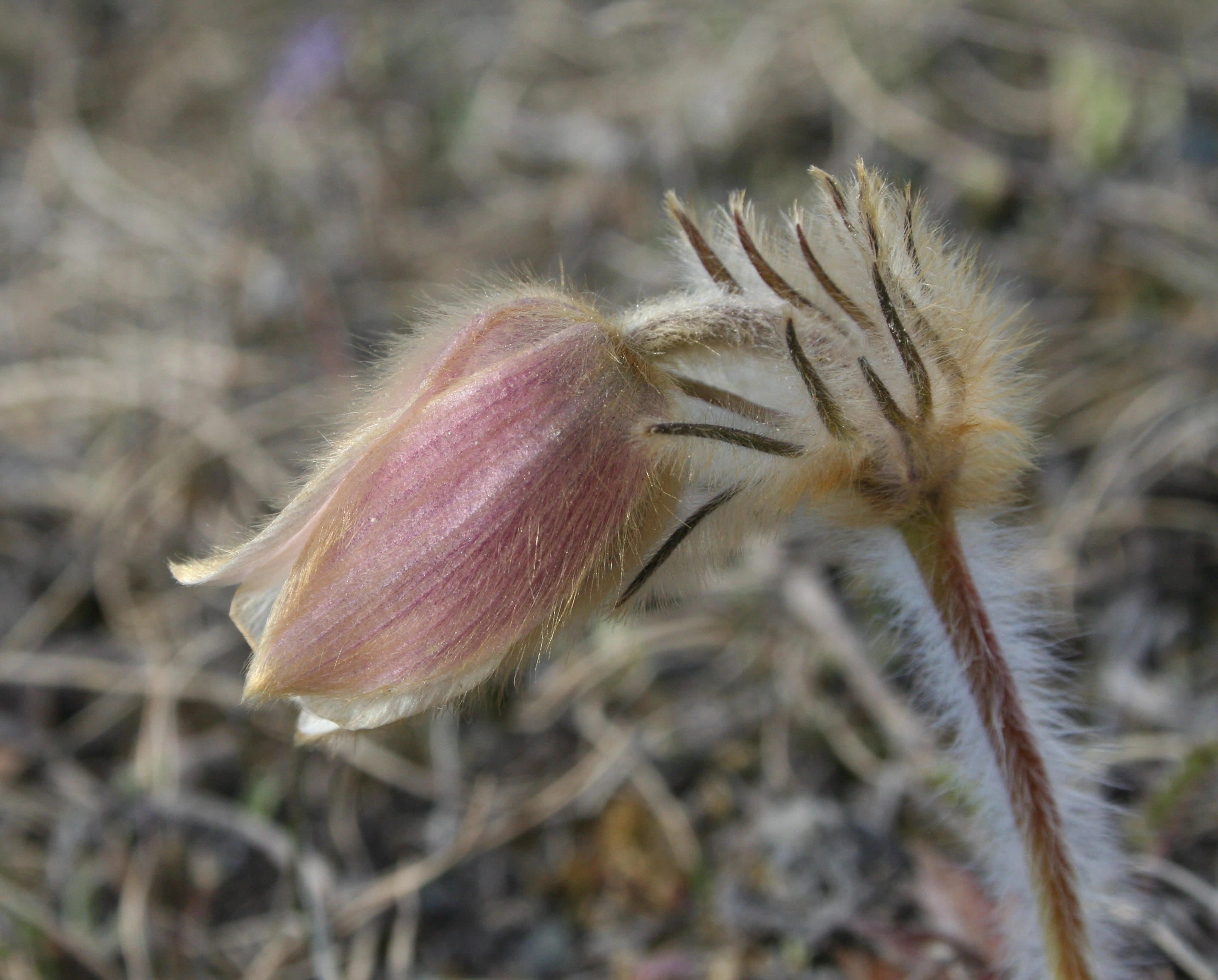 : Pulsatilla vernalis.