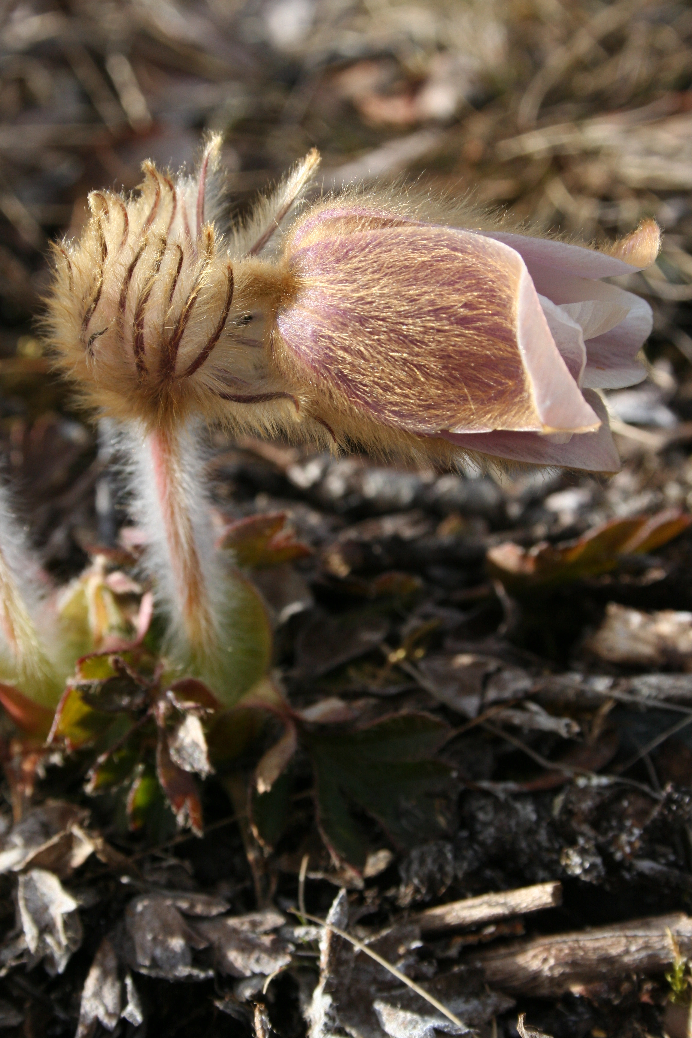 : Pulsatilla vernalis.