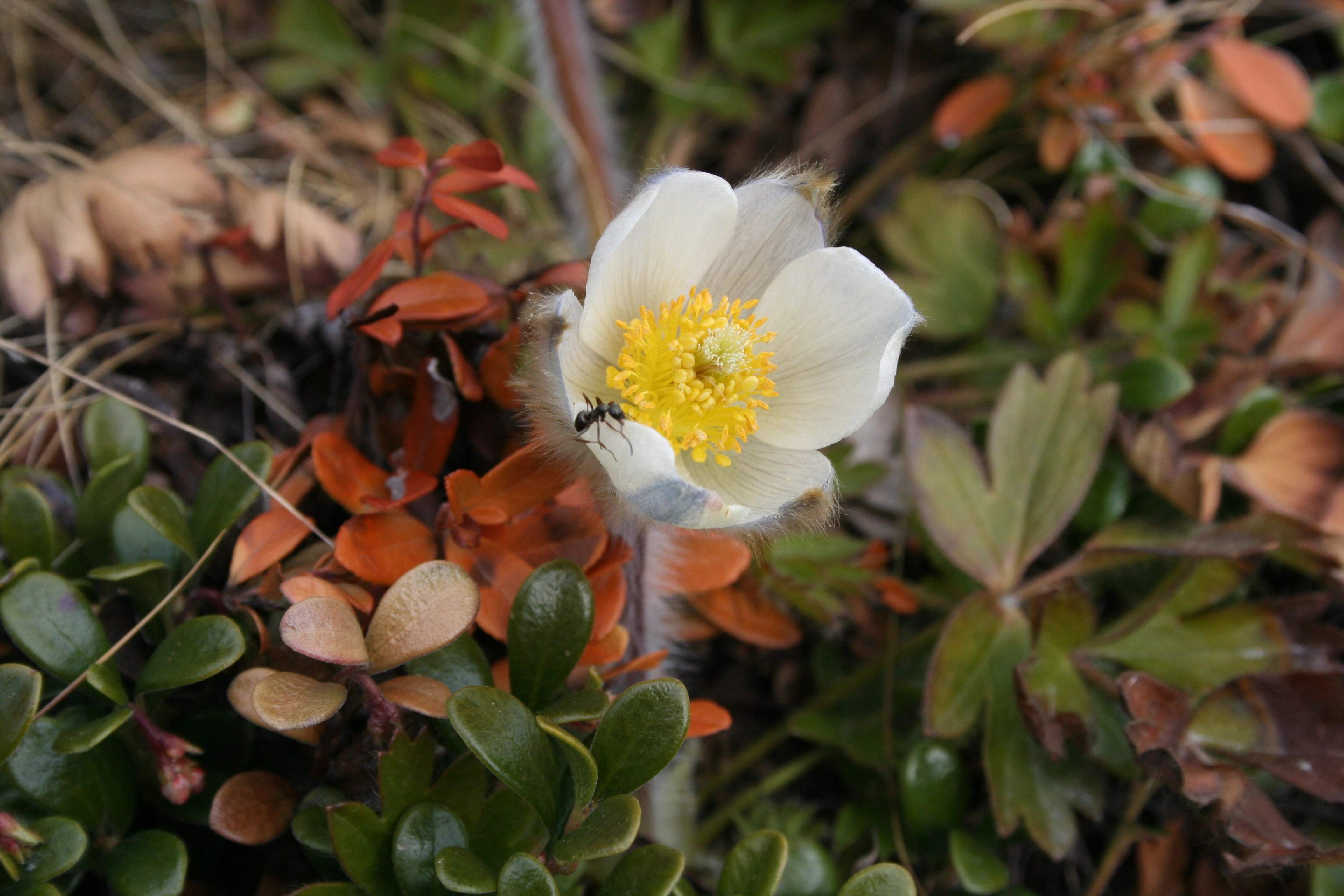 : Pulsatilla vernalis.