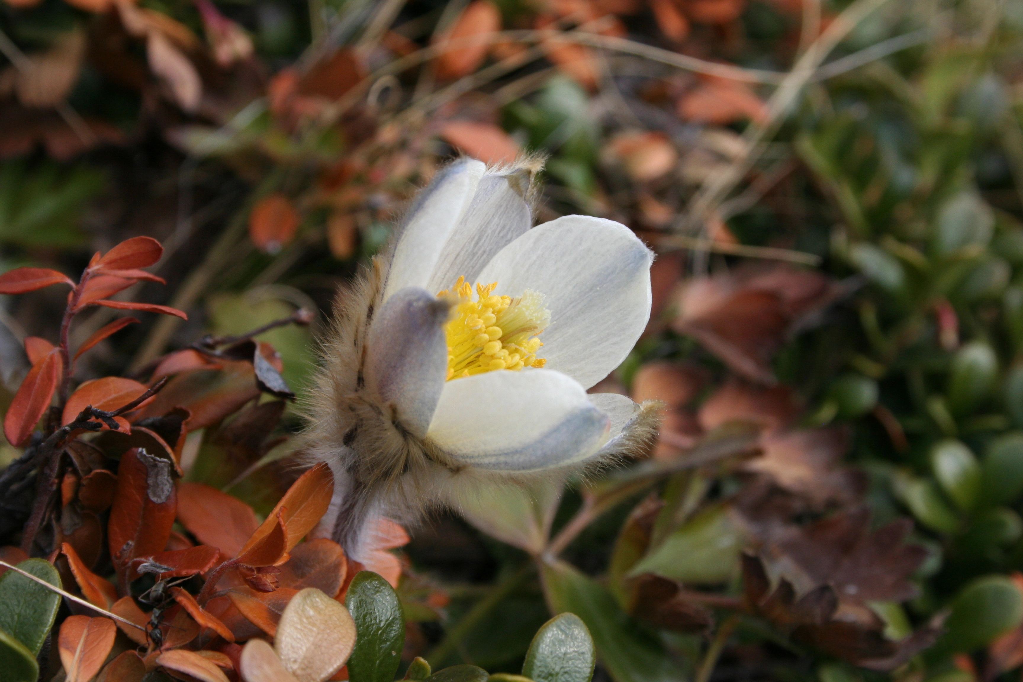 : Pulsatilla vernalis.