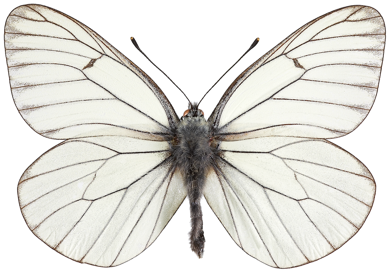 : Aporia crataegi.