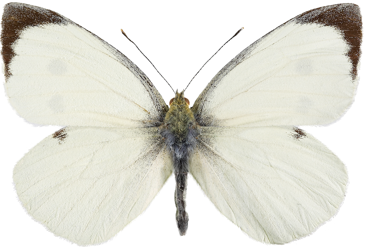 : Pieris brassicae.