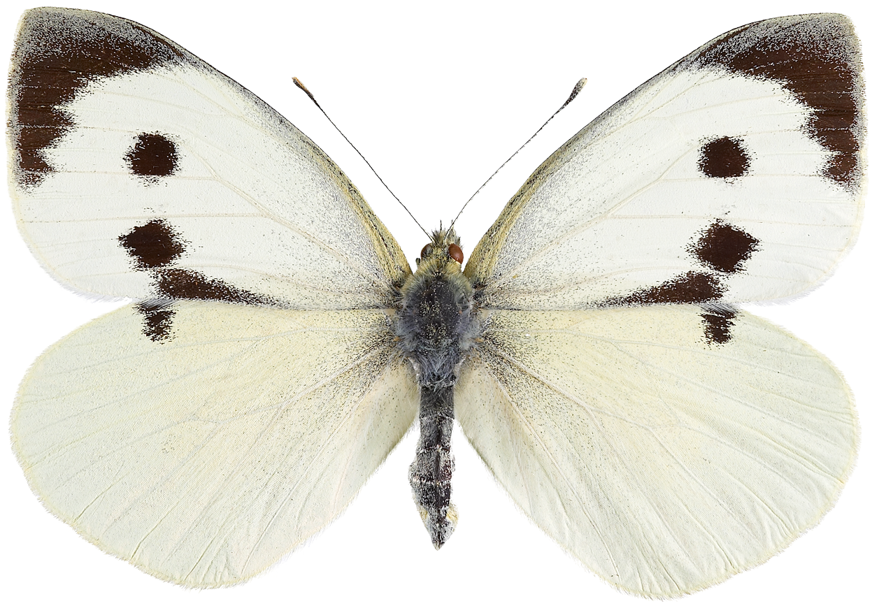 : Pieris brassicae.