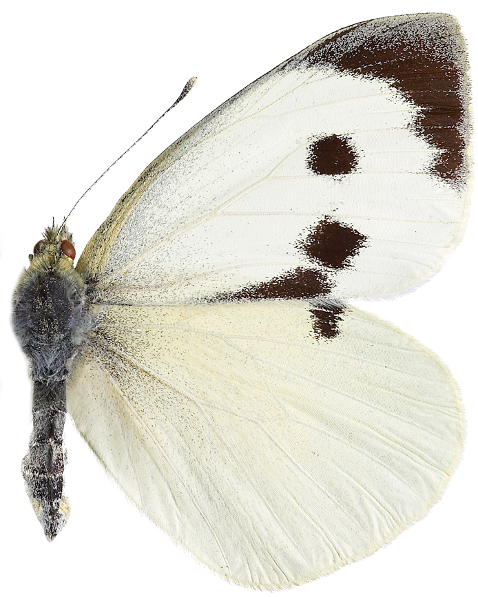 : Pieris brassicae.