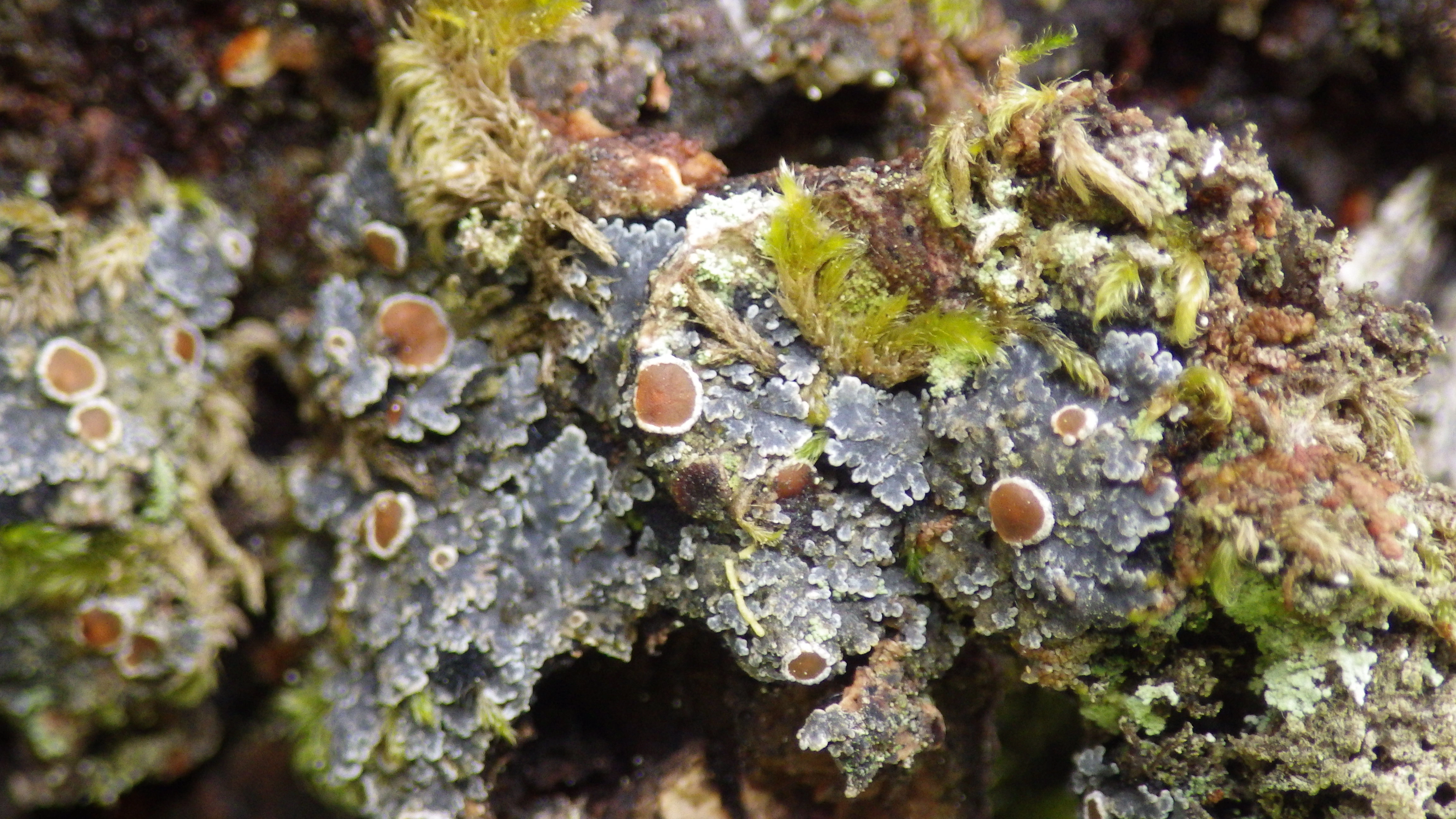 : Pannaria rubiginosa.