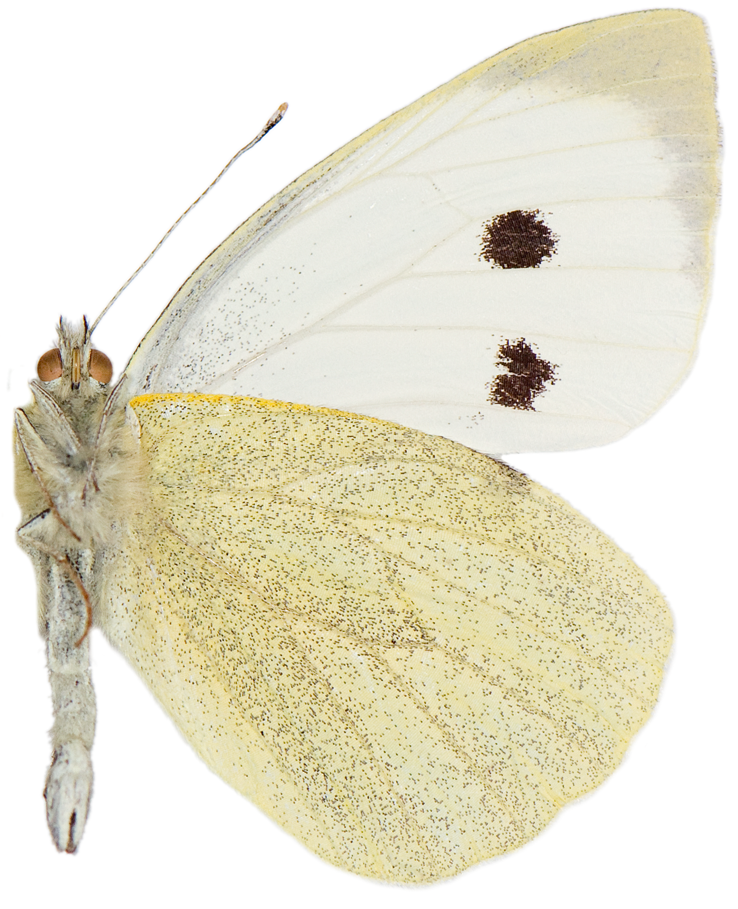 : Pieris brassicae.