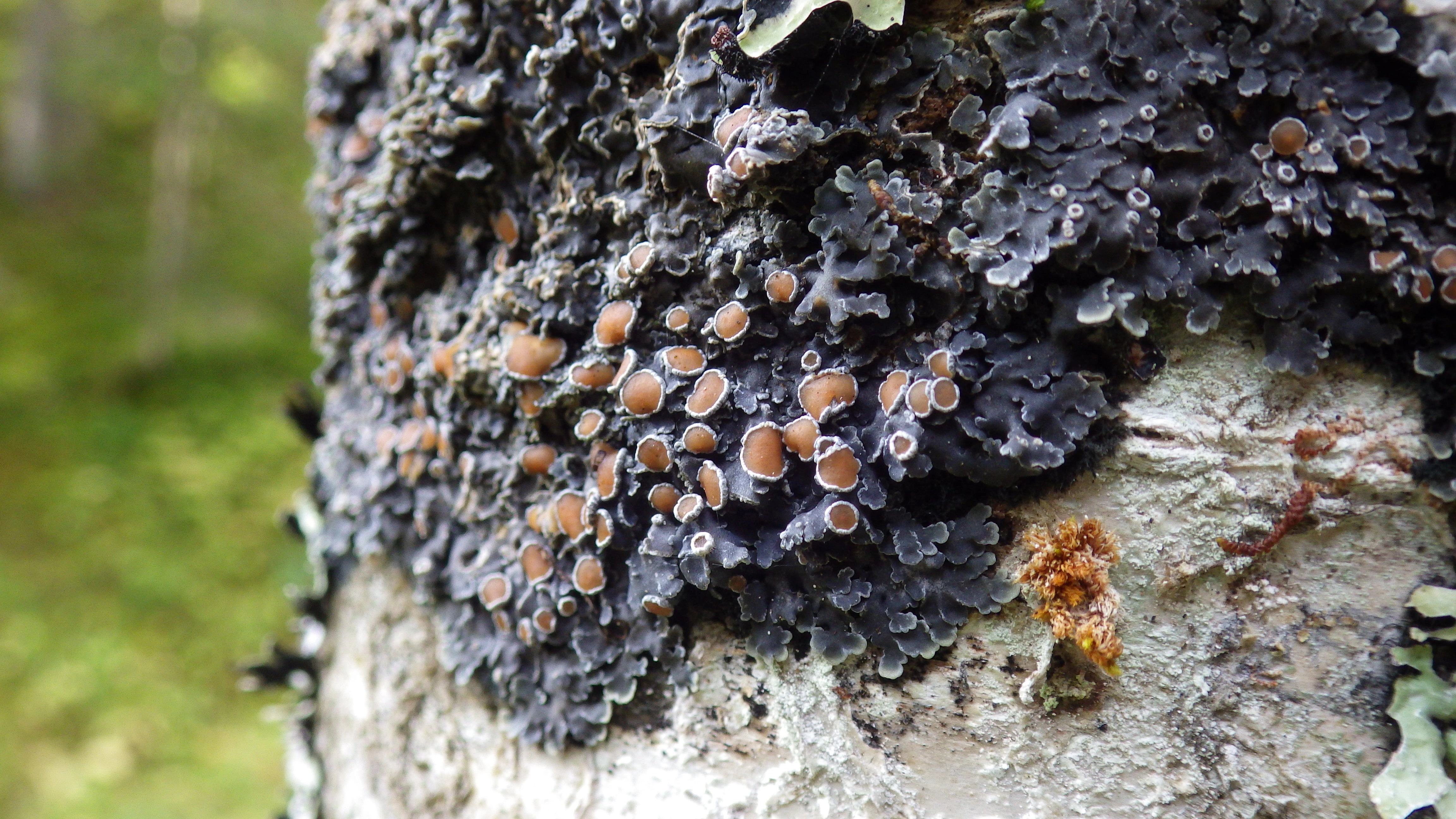 : Pannaria rubiginosa.