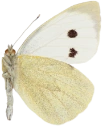 : Pieris brassicae.