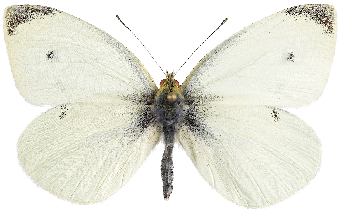 : Pieris rapae.