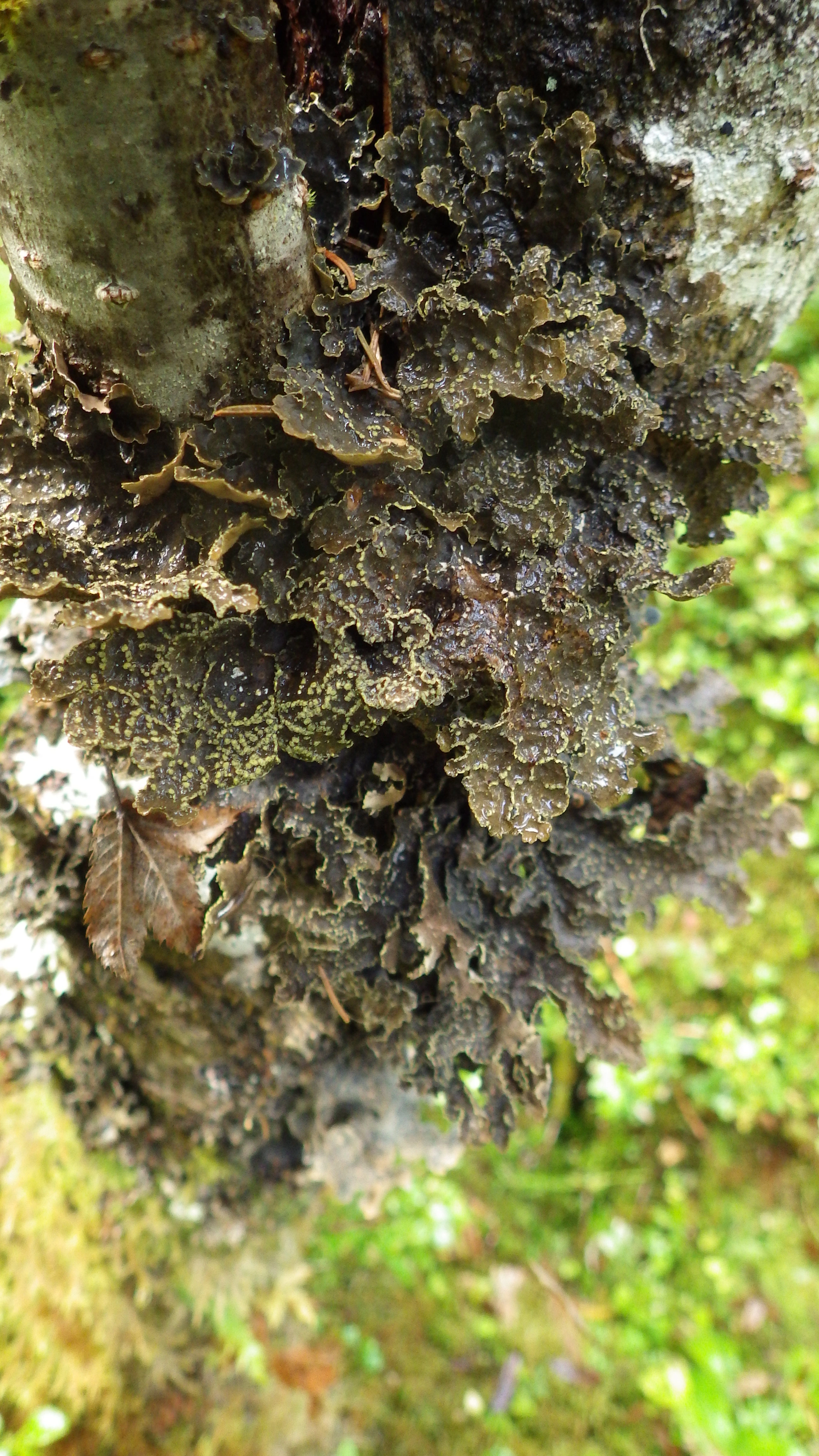 : Pseudocyphellaria citrina.